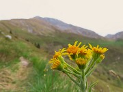 18 Tephroseris longifolia (Senecione di Gaudin) con vista in Arera
